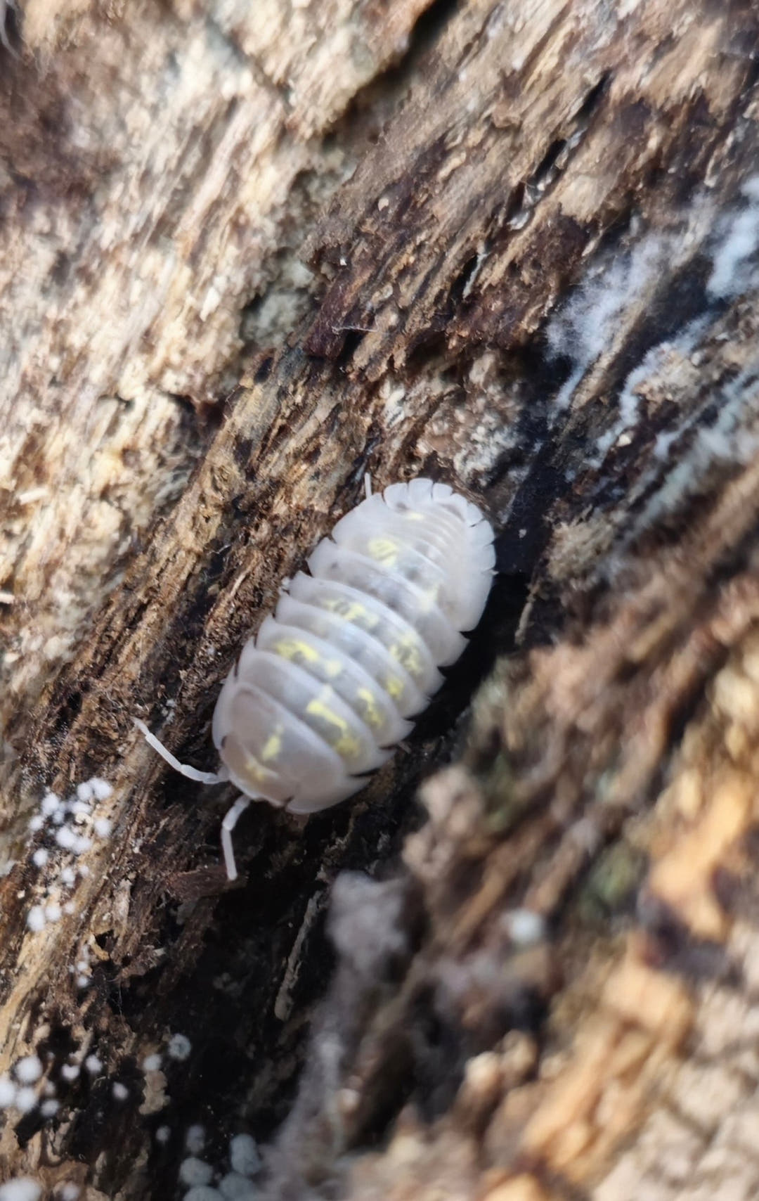 Depressum Magic Potion Isopod