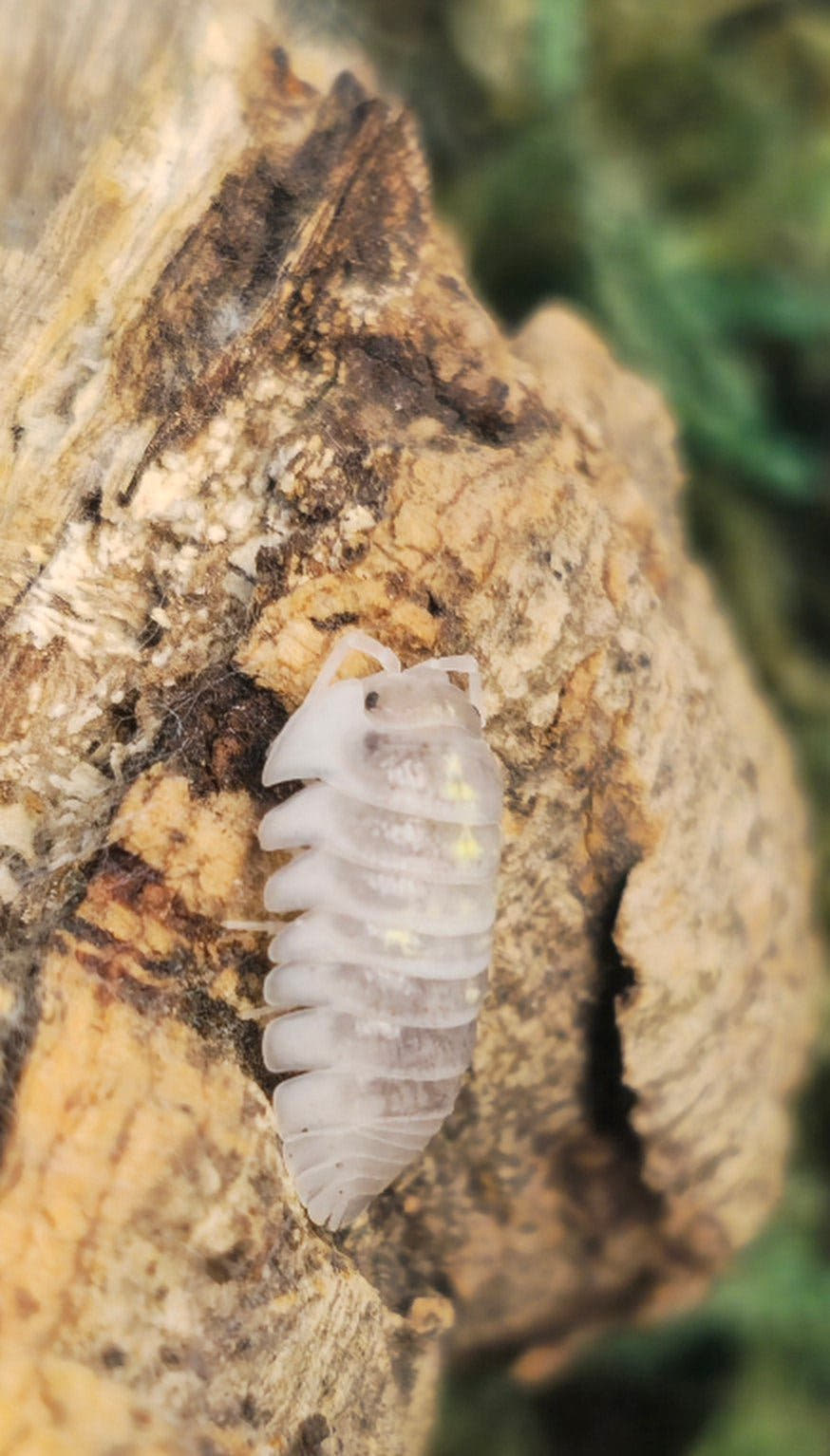 Depressum Magic Potion Isopod