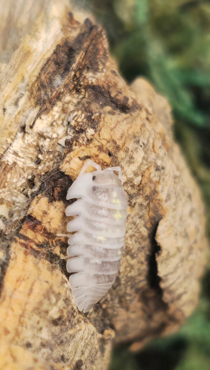 Deperessum Magic Potion Isopod