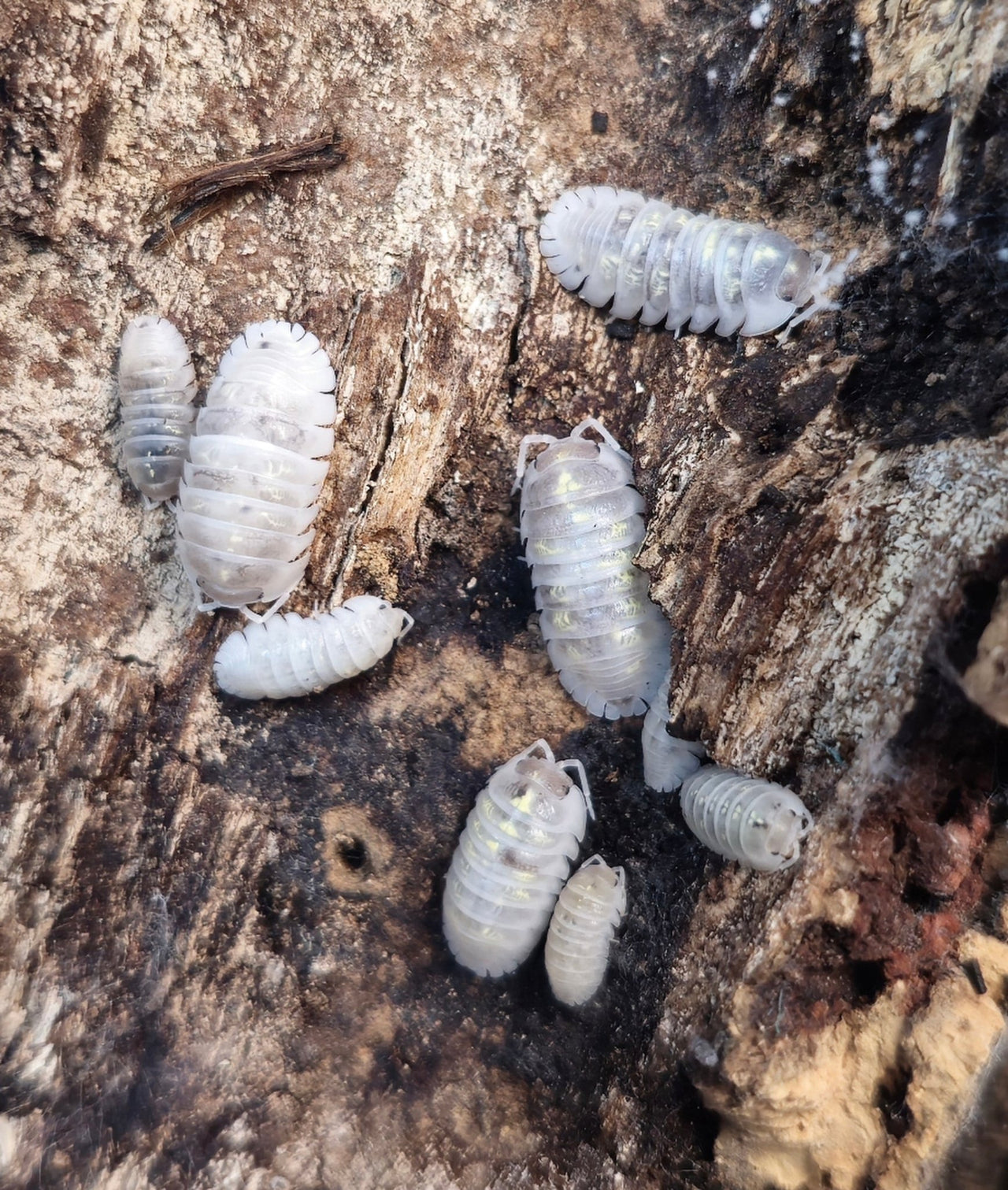 Deperessum Magic Potion Isopods