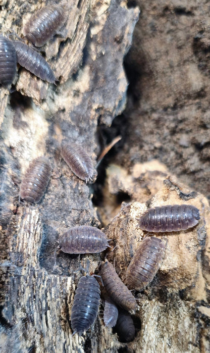 Difficilis Isopods