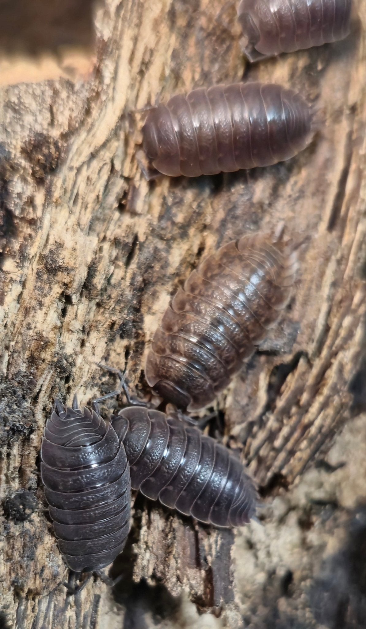 Difficilis Isopods