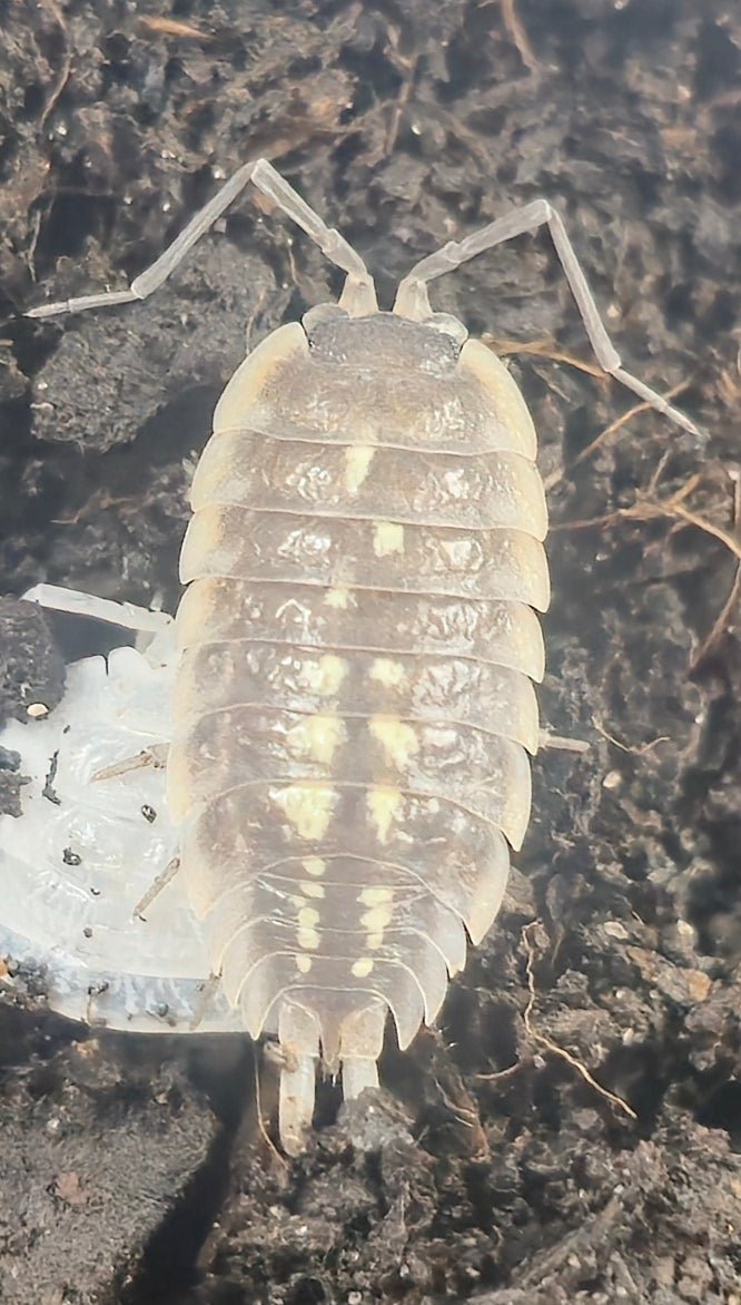 Duboscqui Troglophila Isopod