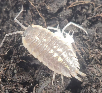 Duboscqui Troglophila Isopods