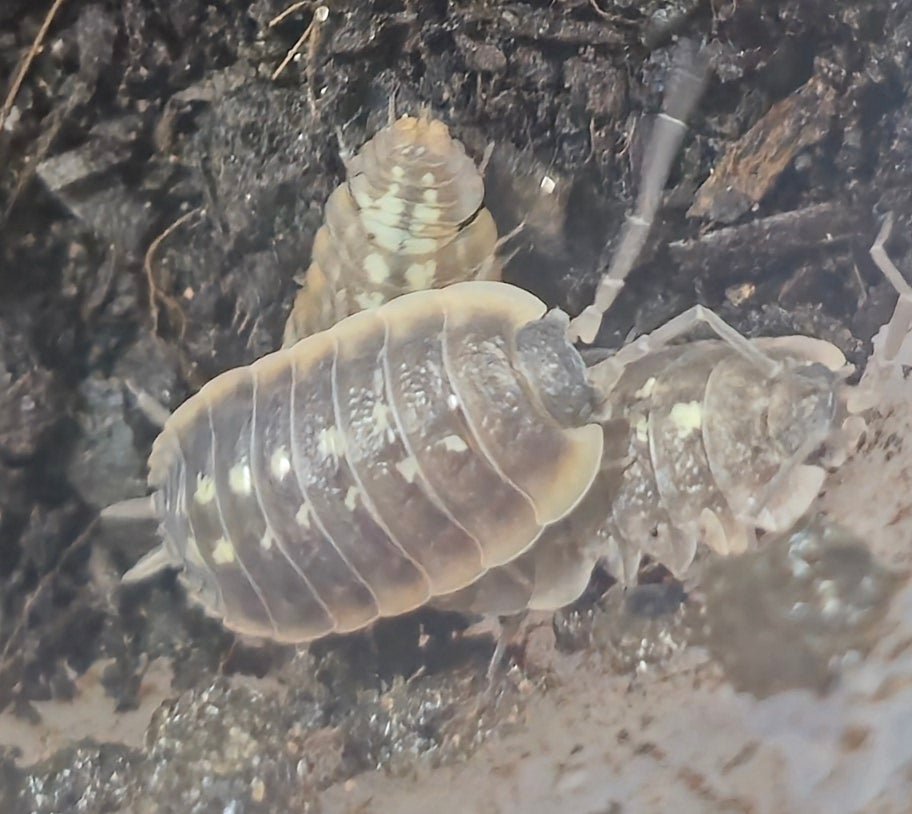 Duboscqui Troglophila Isopods