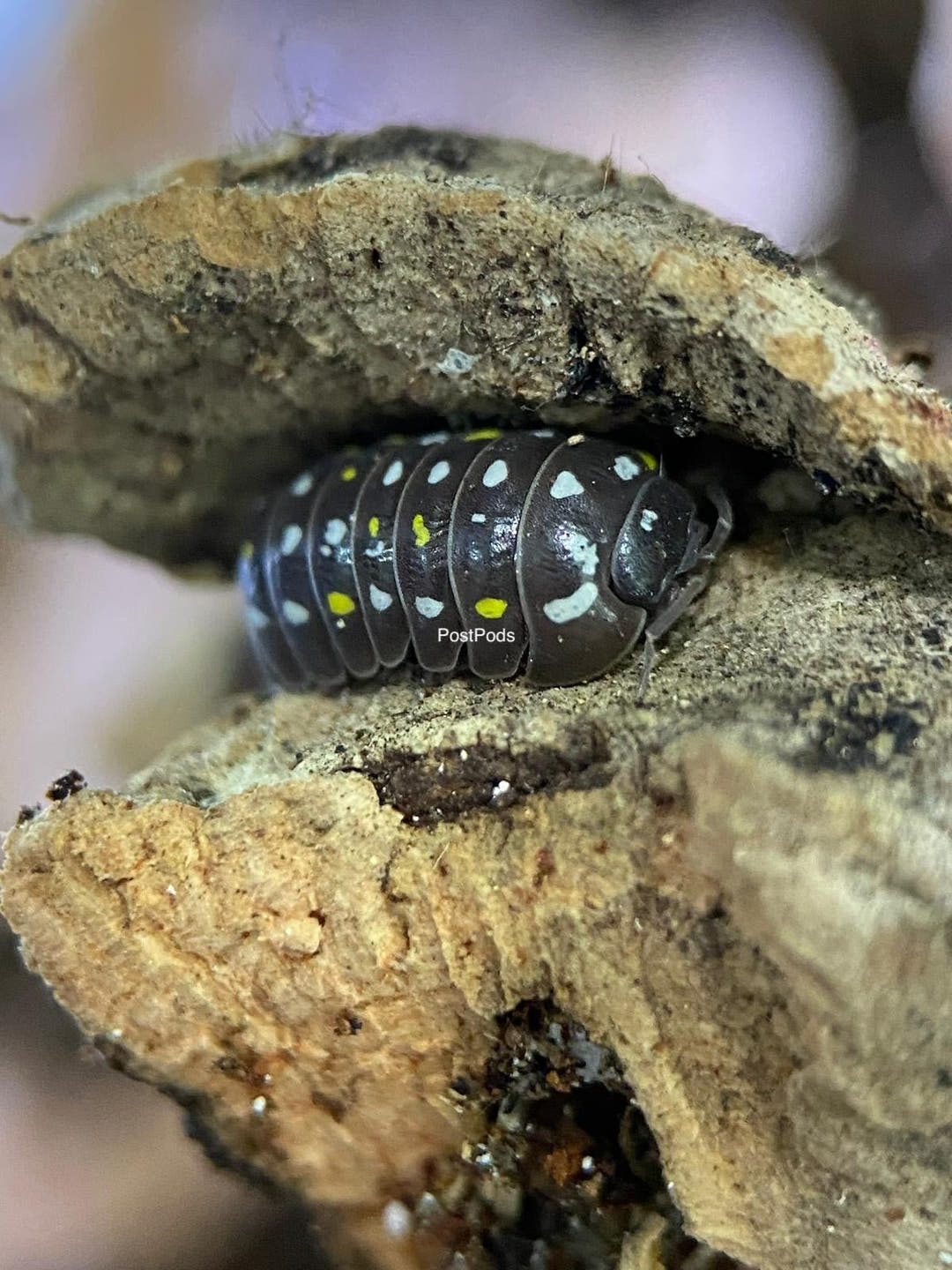 Frontetriangulum Isopod
