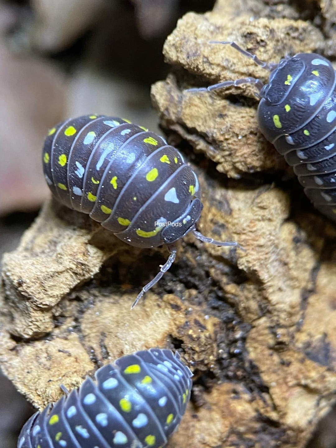 Frontetriangulum Isopods