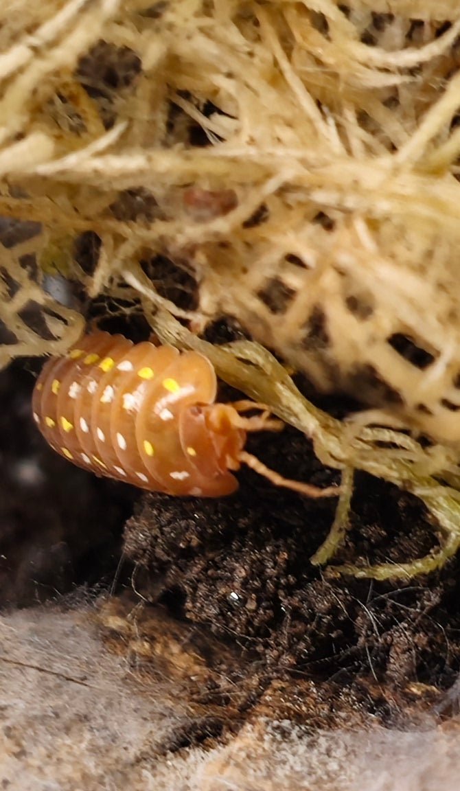 Frontetriangulum Orange Isopods (Armadillidium sp)