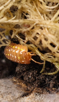 Frontetriangulum Orange Isopods (Armadillidium sp)