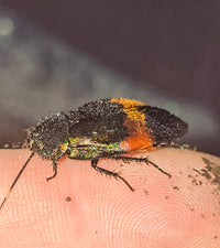 Giant Flower Cockroach (Eucorydia Dasytoides)