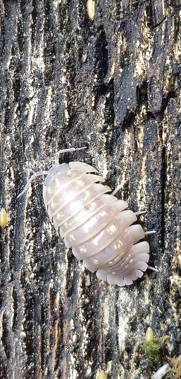 Armadillidium vulgare 'Big Italy' (Giant Italian) Isopods | PostPods
