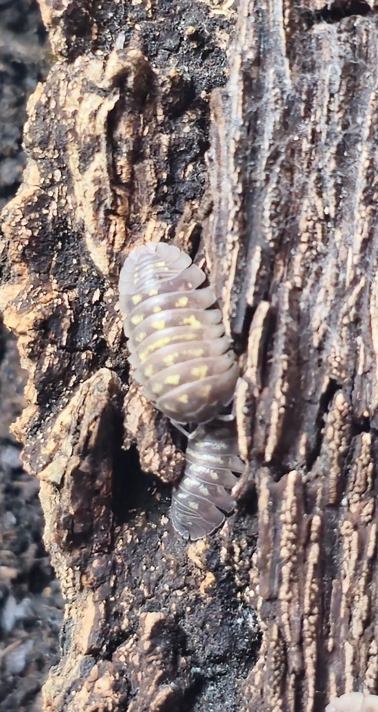 Giant Italian Isopods for sale