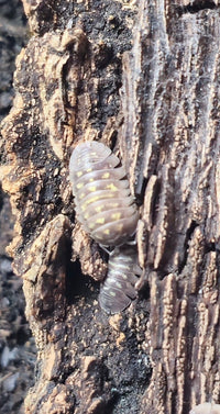 Giant Italian Isopods for sale