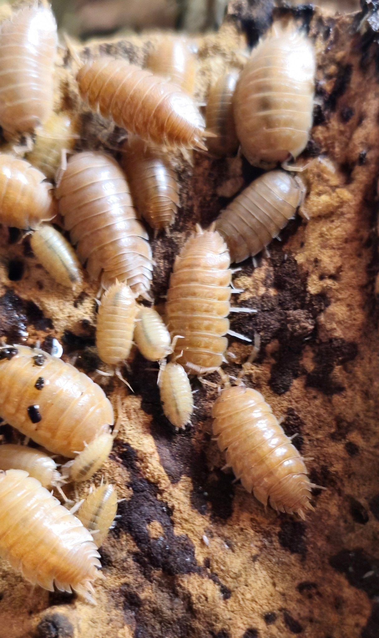 Postpods Giant Orange Isopods Porcellio Laevis Captive Bred Isopods postpods-giant-orange-isopods-porcellio-laevis-captive-bred-isopods