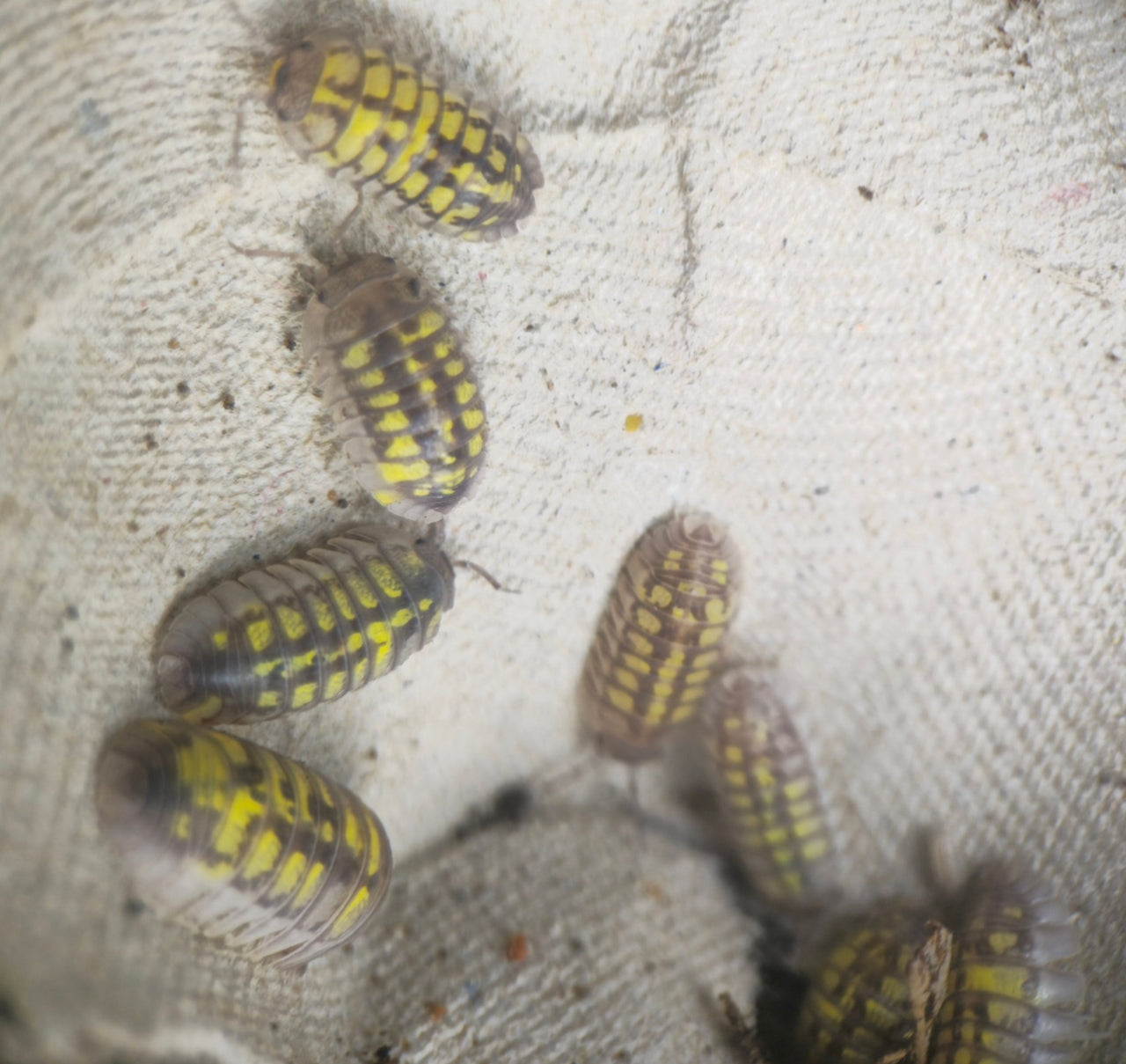 Postpods | Granulatum High Yellow Isopods (Armadillidium) | Captive ...