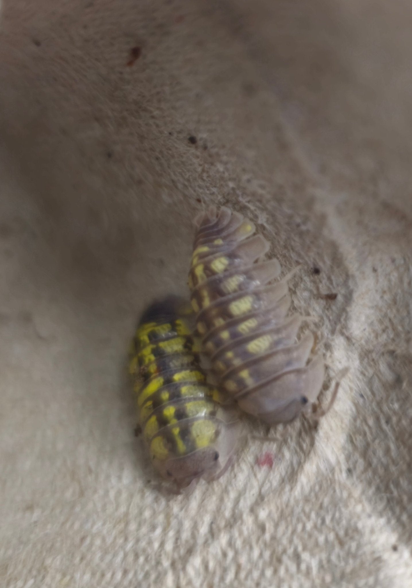 Granulatum High Yellow Isopods