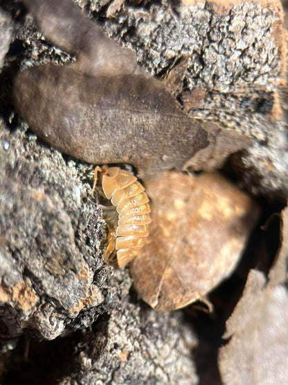 Granulatum orange isopod