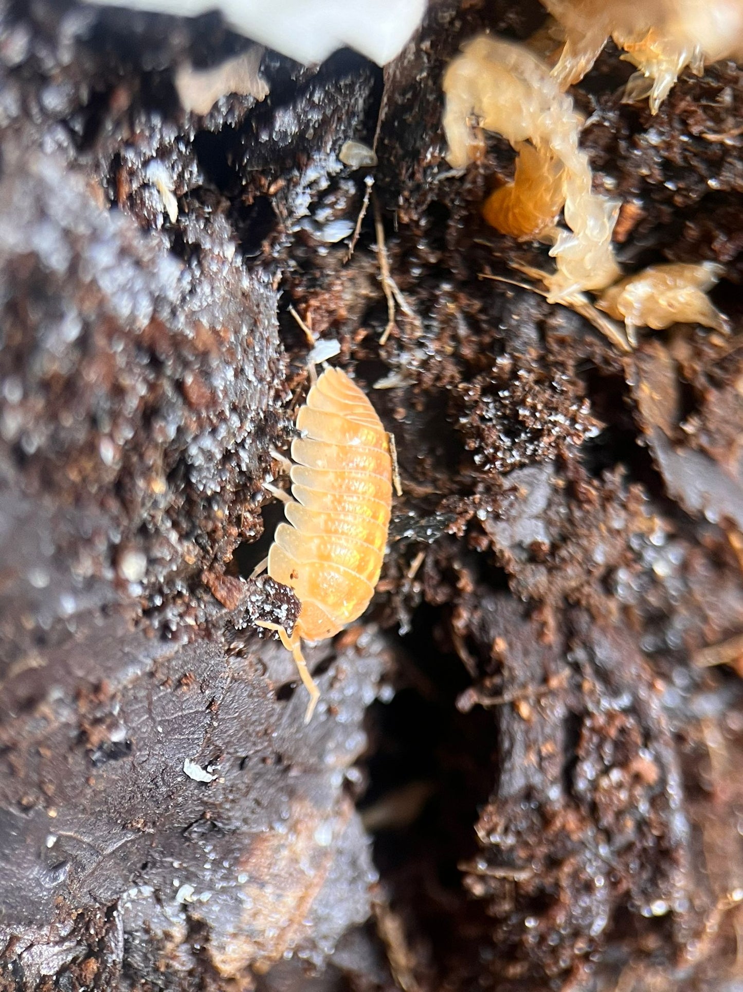 Granulatum orange isopod