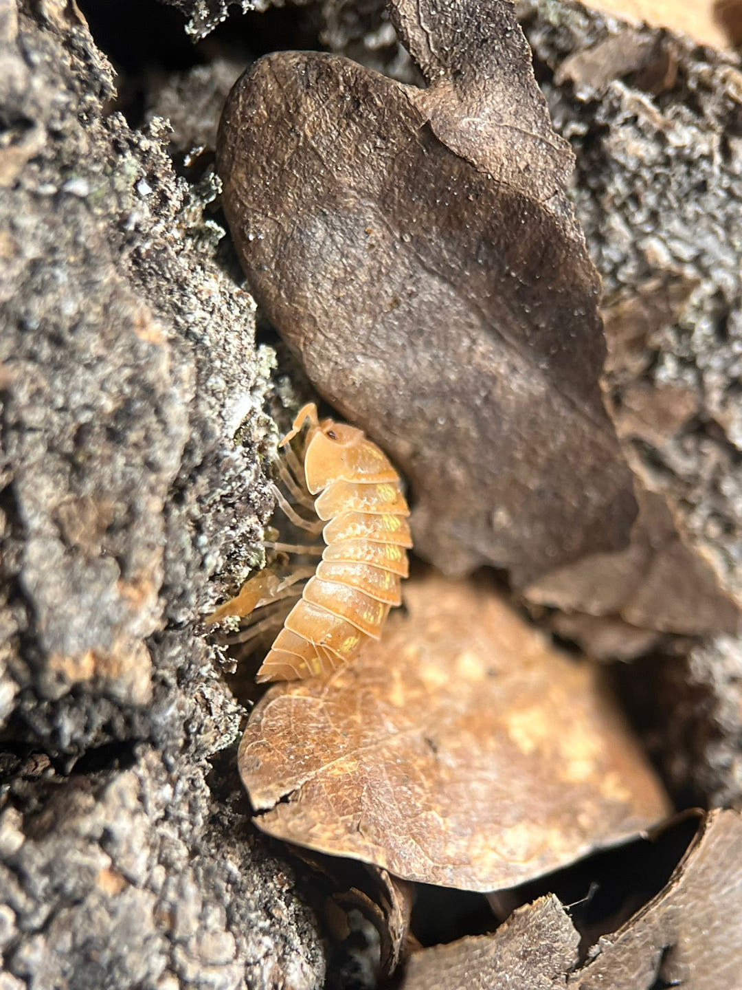 Armadillidium granulatum orange isopod