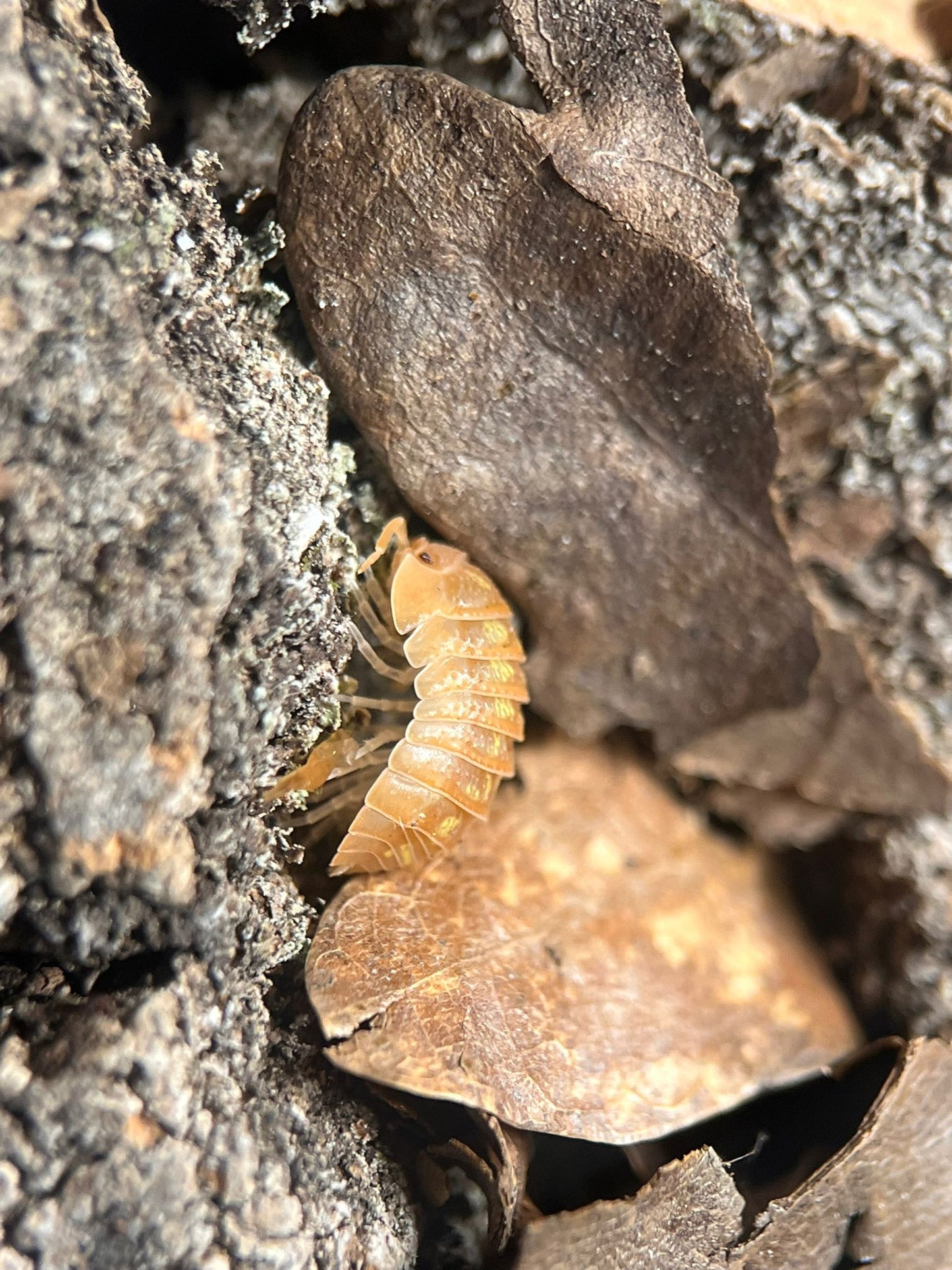 Armadillidium granulatum orange isopod