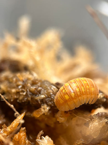 Granulatum orange isopods