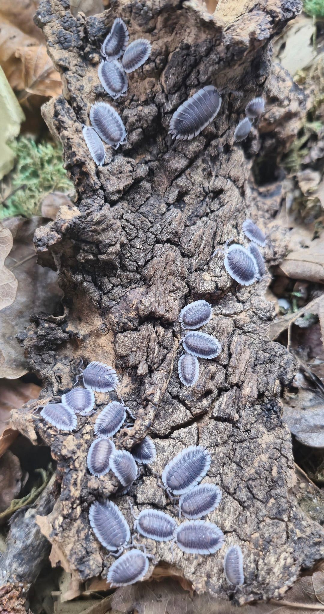 Greek shield isopods for sale