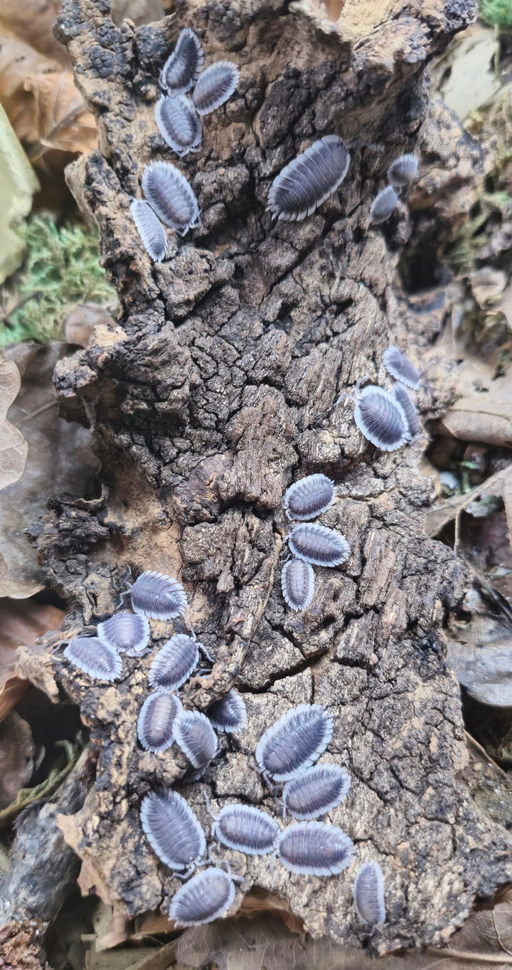 Greek shield isopods for sale