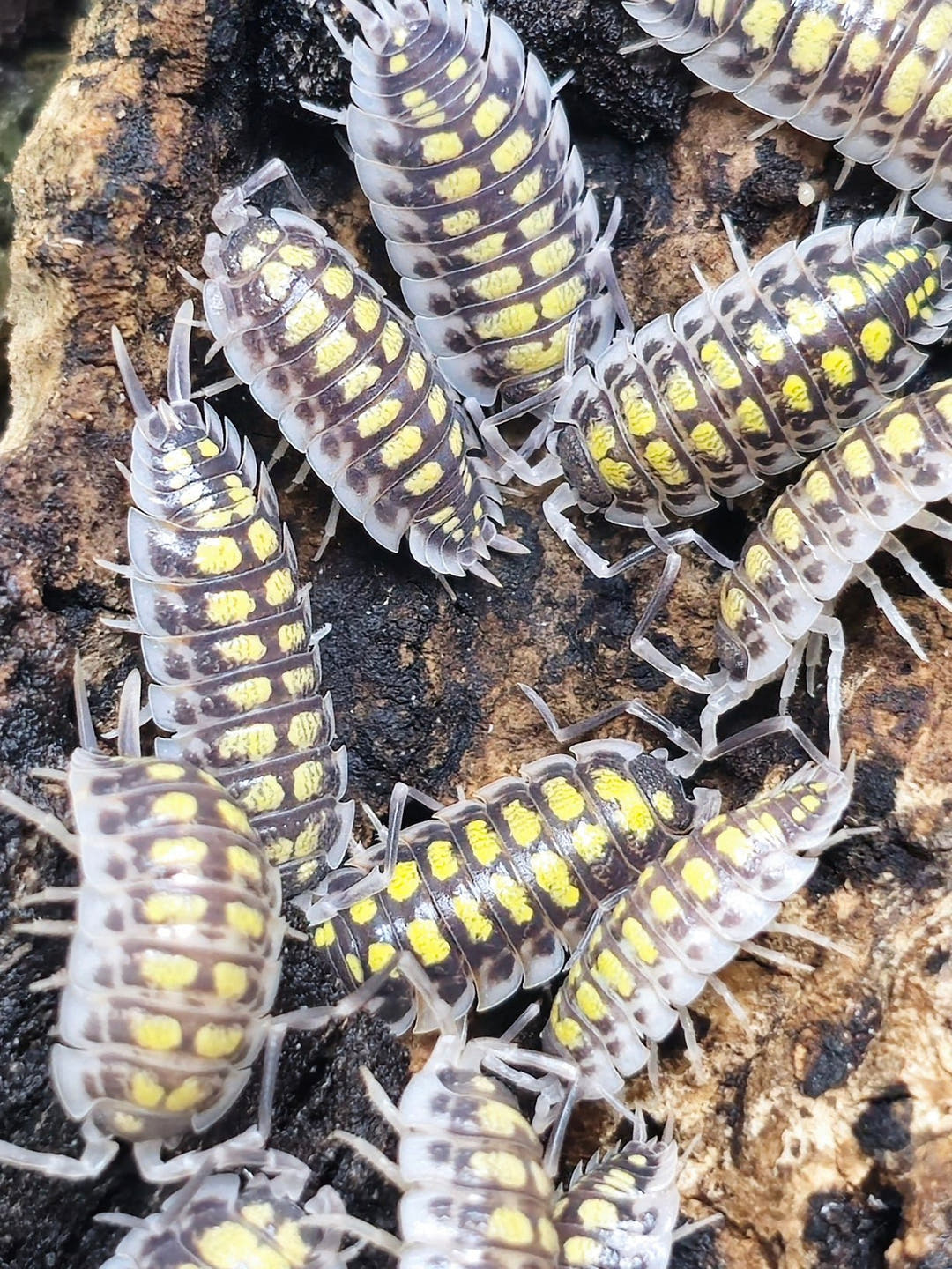 Haasi high yellow isopods