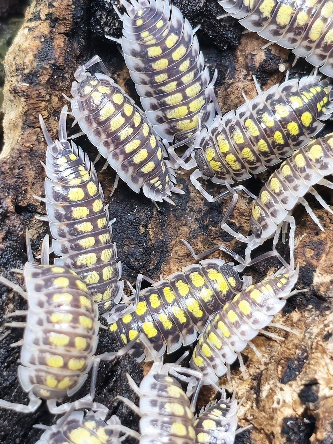 Haasi high yellow isopods