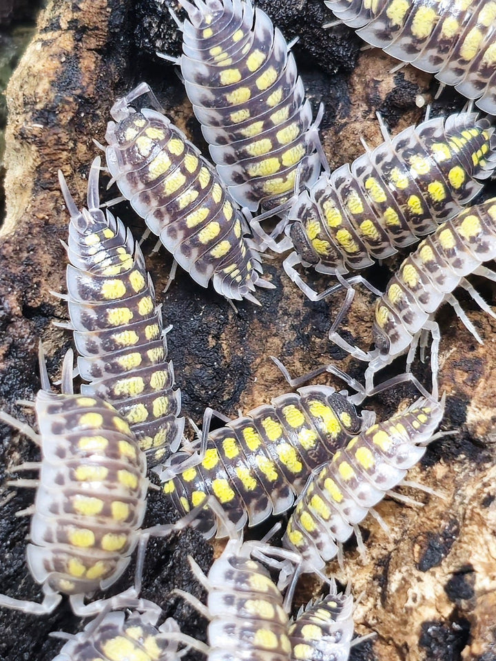 Haasi high yellow isopods