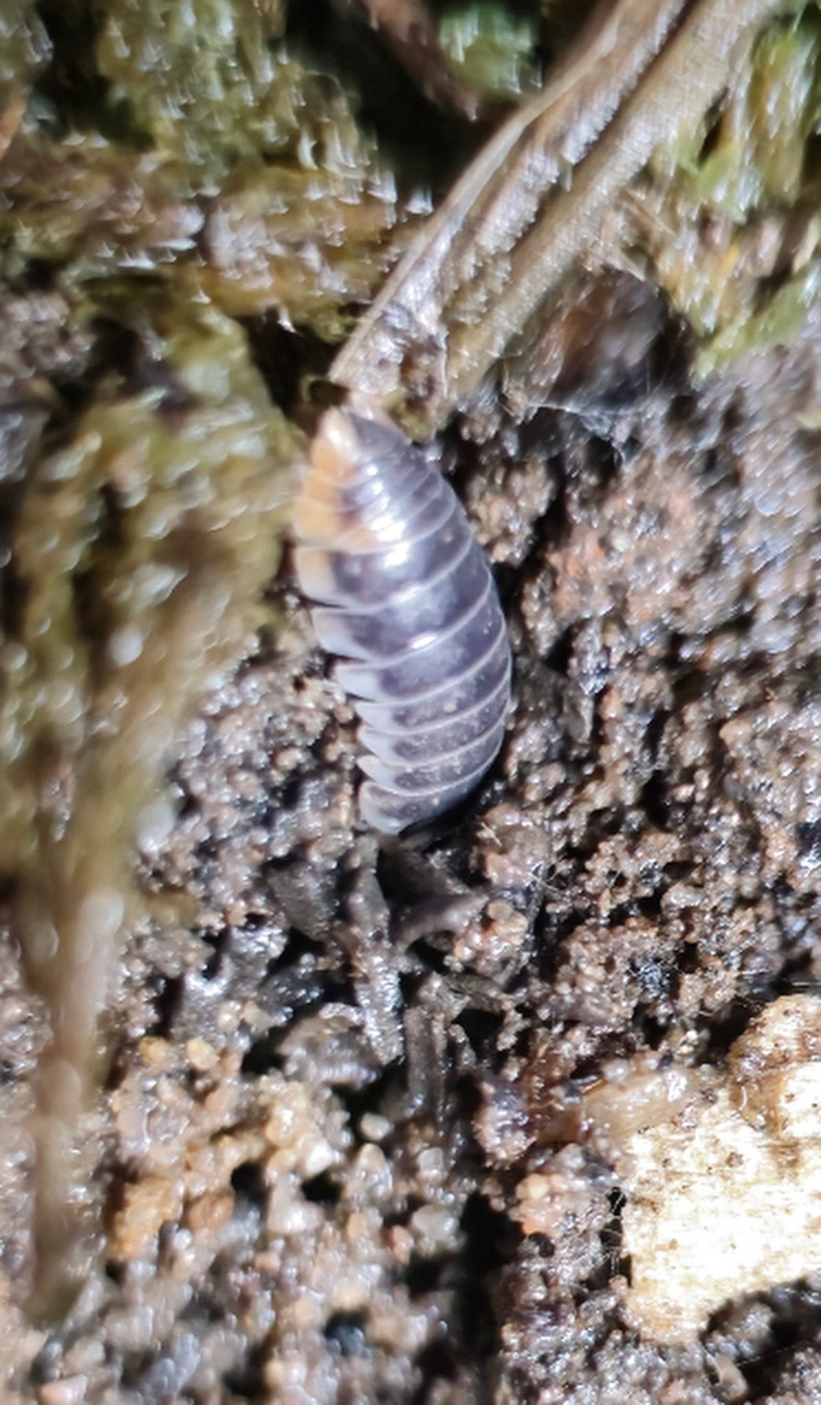 Hallaniyat Island Isopod