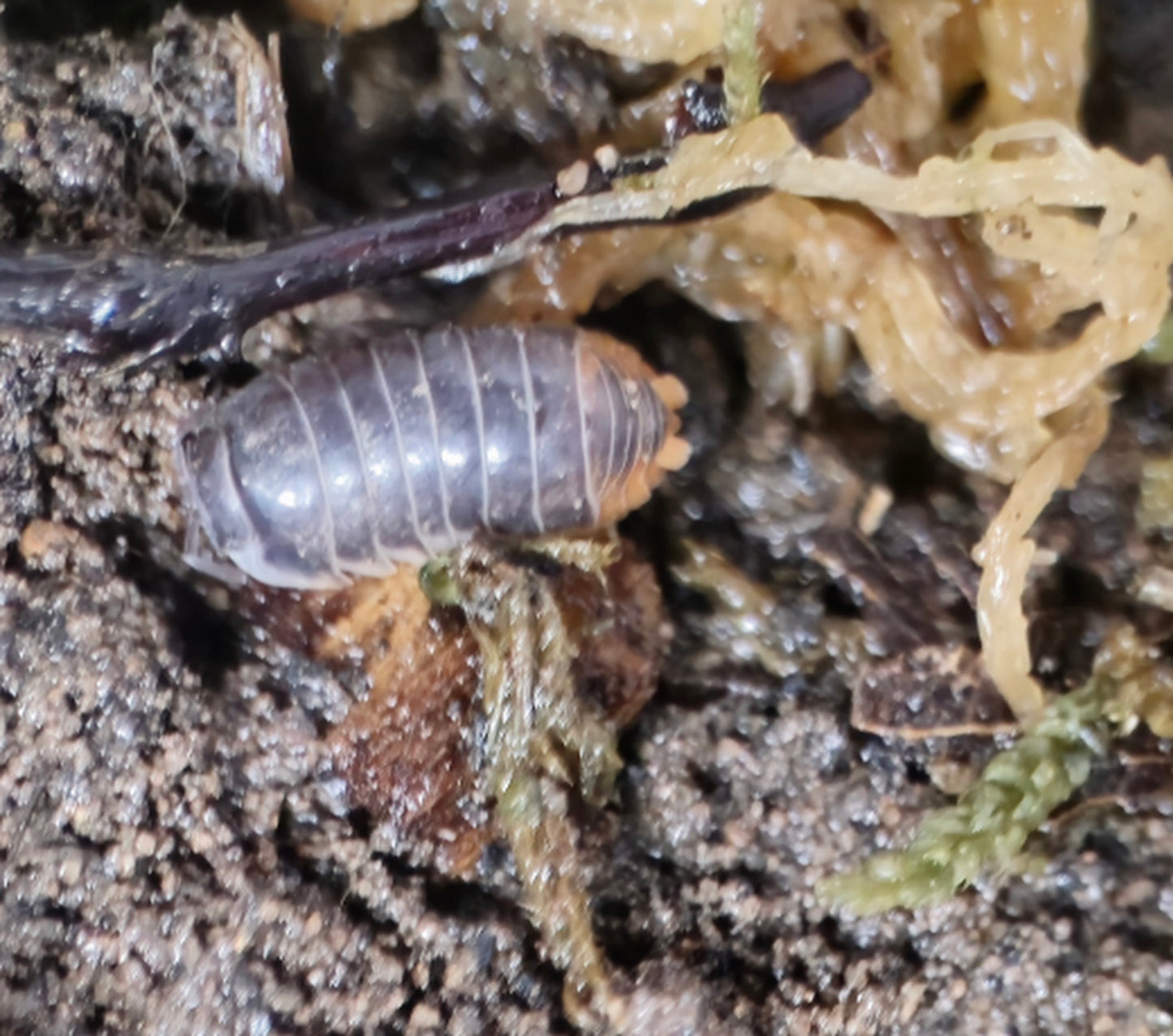 Hallaniyat Island 'Oman' Isopod