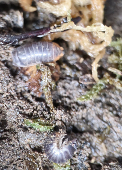 Hallaniyat Island 'Oman' Isopods