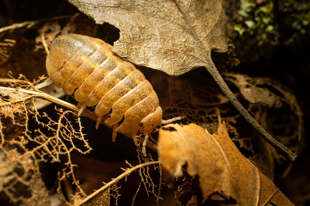 cannonball isopod
