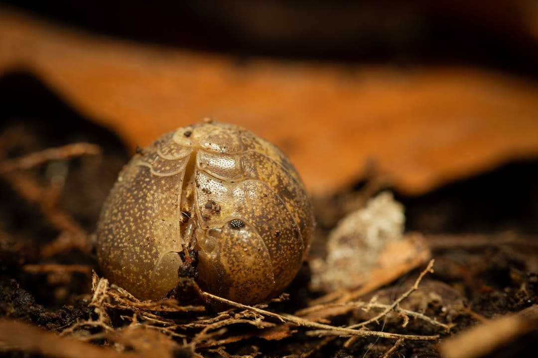 A Giant Cannonball isopod rolled into a tight ball, speckled tan and brown, on dark substrate below a rust-coloured leaf.