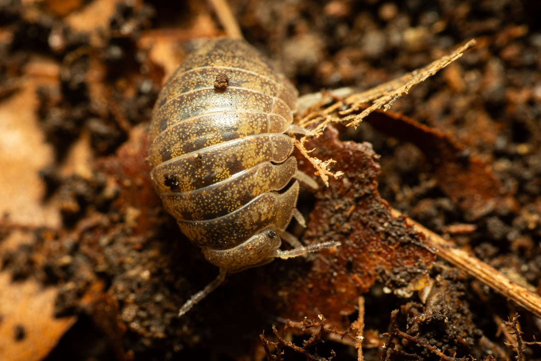 Helleria brevicornis isopod