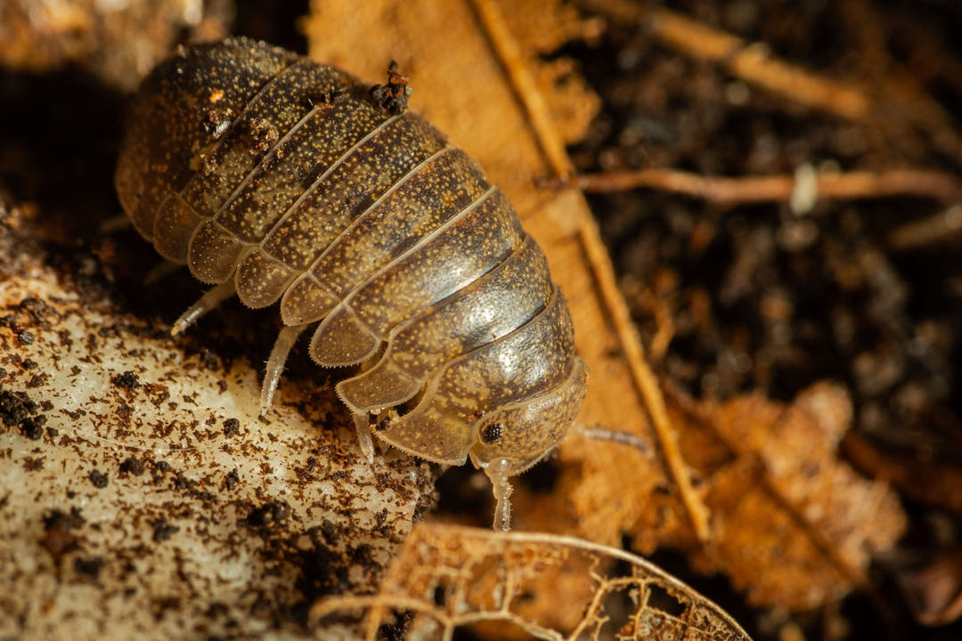 giant cannonball isopods