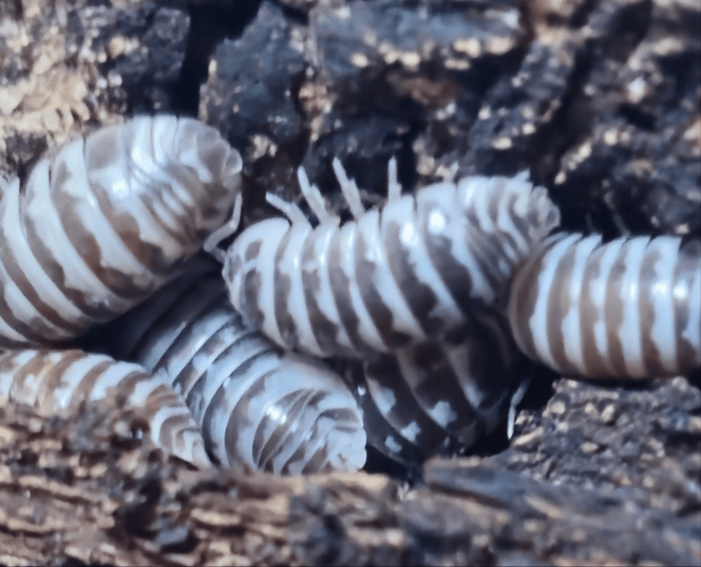 Chocolate Zebra Isopods (Armadillidium Maculatum)