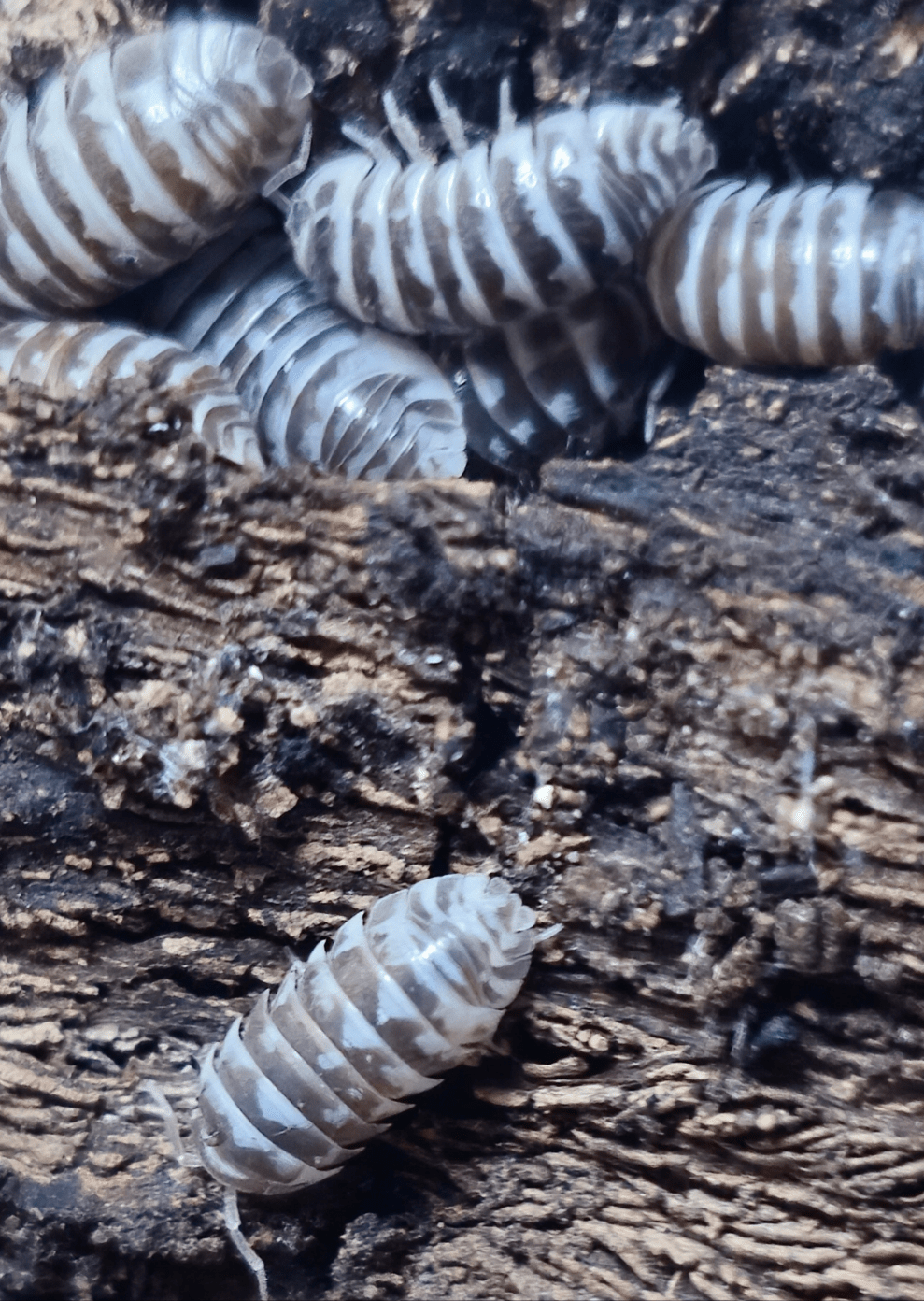 Chocolate Zebra Isopods (Armadillidium Maculatum)