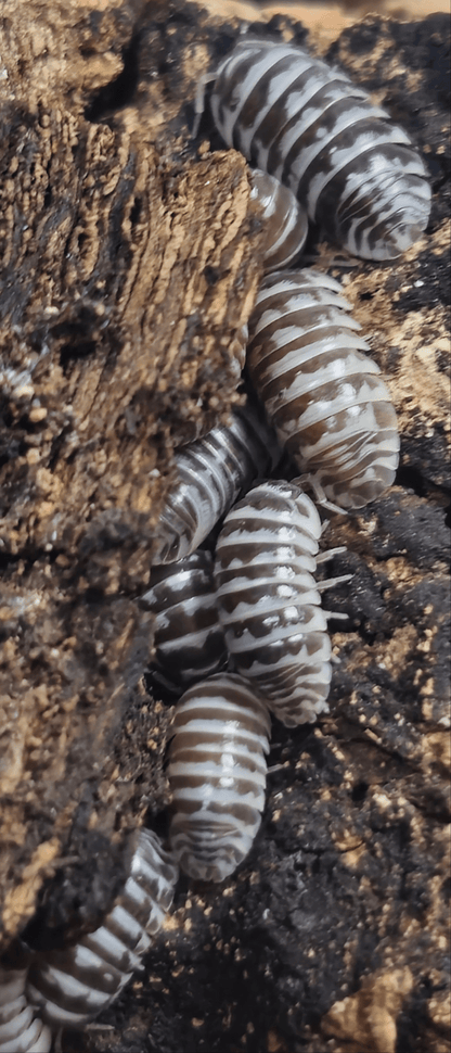 Chocolate Zebra Isopods (Armadillidium Maculatum)