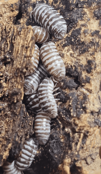 Chocolate Zebra Isopods (Armadillidium Maculatum)