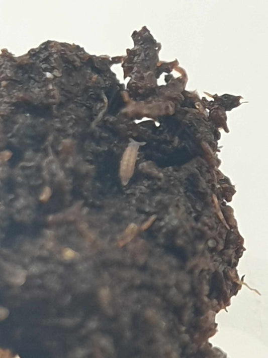 Springtails For Sale | Isopods For Sale UK I PostPods