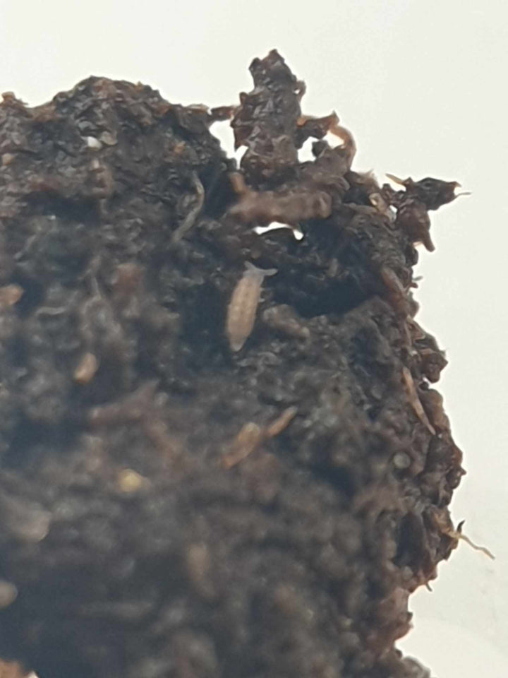 Lilac springtail