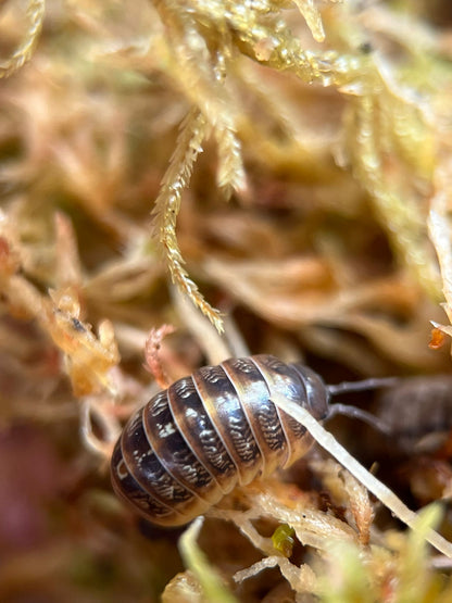 Jelly bean isopods