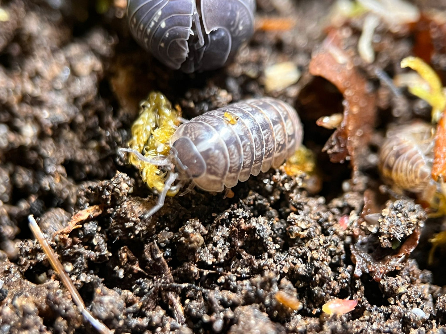 Jelly bean isopod