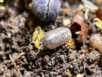 Jelly bean isopods