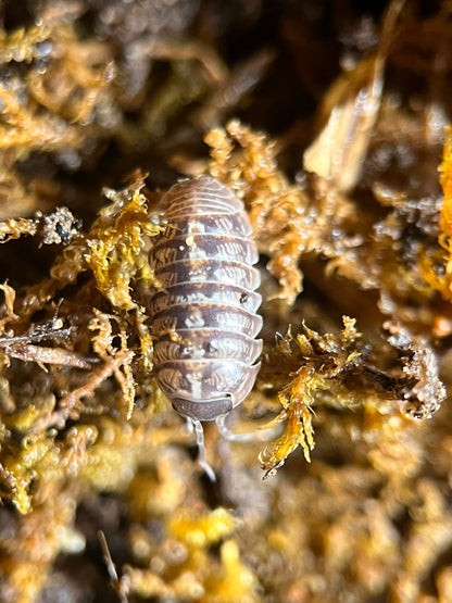 Jelly bean isopods