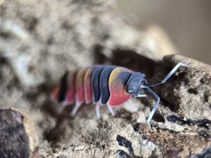 Tri colour isopods