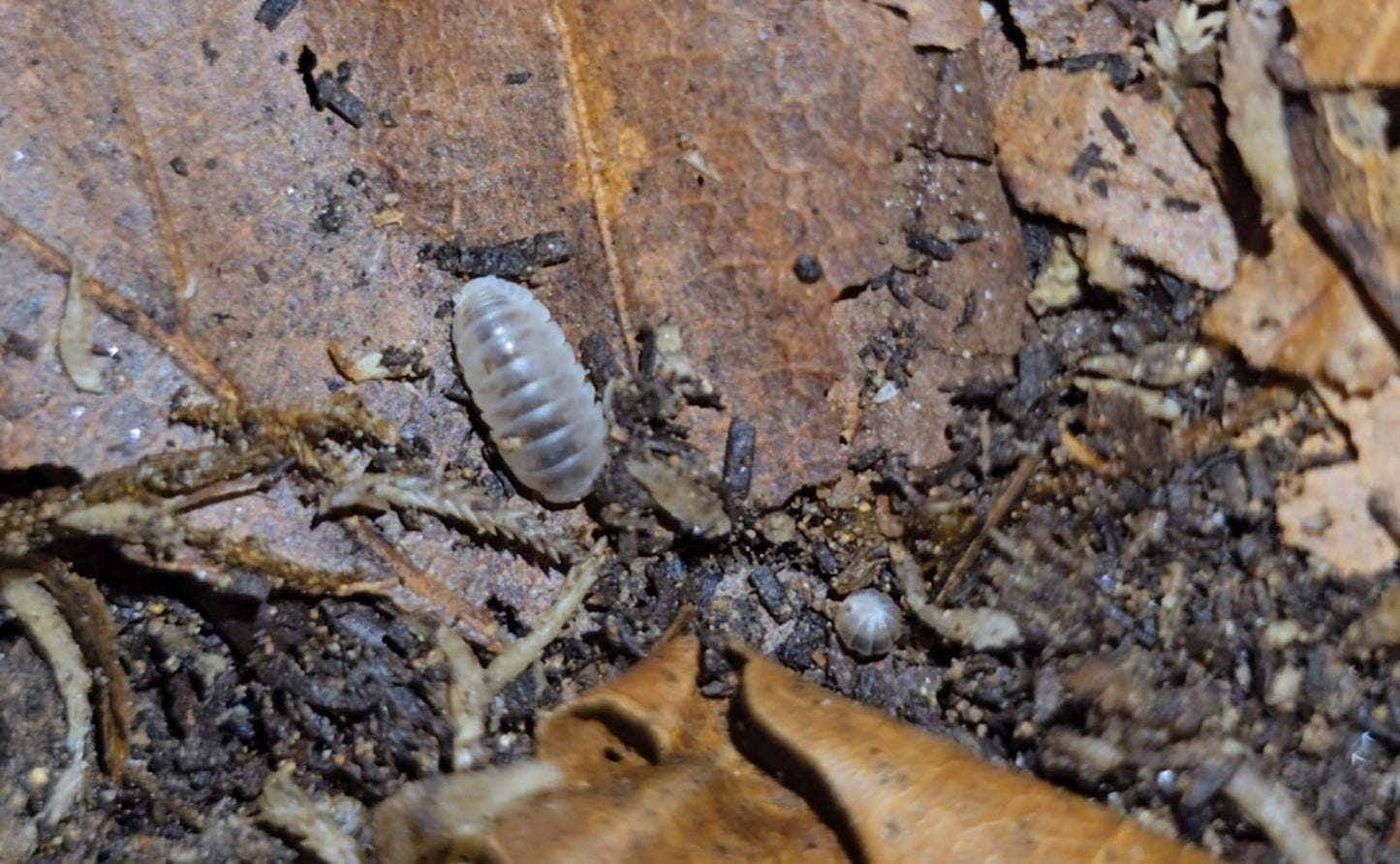 Venezillo Parvis Isopods