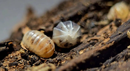 Venezillo Parvis 'Dalmation' Isopods